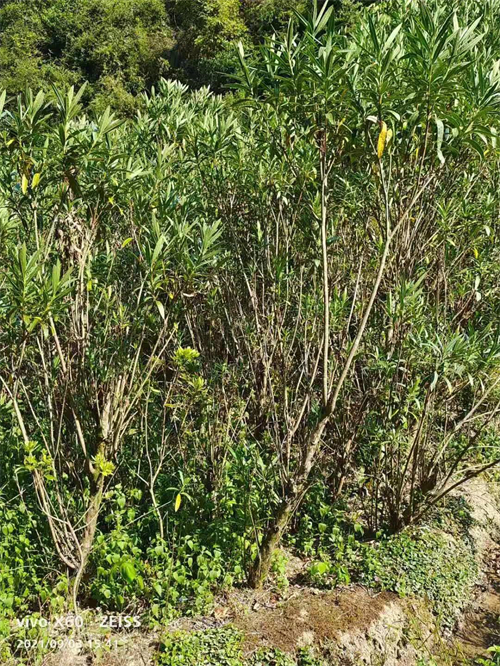 多枝6公分夾竹桃，高4米