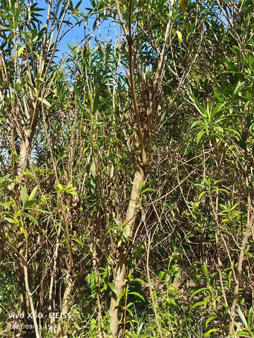 多枝6公分夾竹桃，高4米