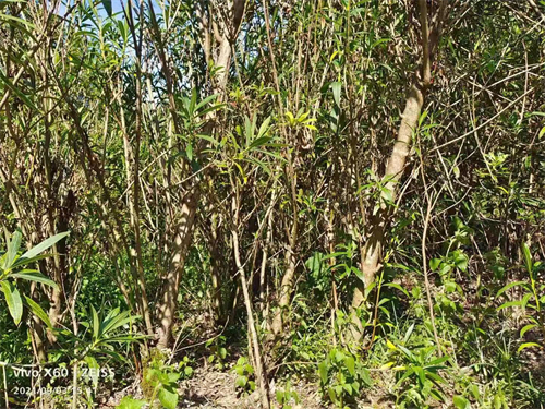 多枝6公分夾竹桃，高4米