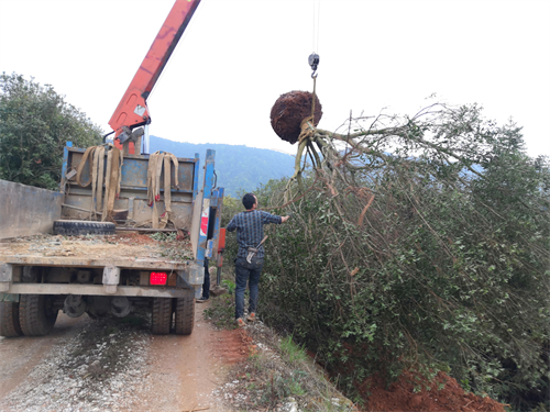 4米冠幅斷根楊梅基地，裝車場(chǎng)景