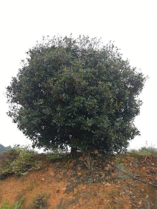 4米冠幅斷根楊梅基地，裝車場(chǎng)景