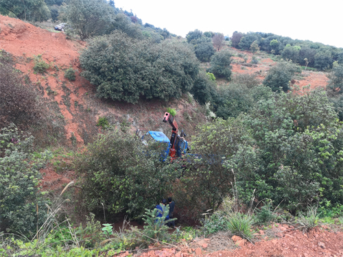 4米冠幅斷根楊梅基地，裝車場(chǎng)景