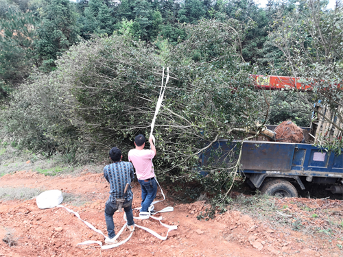 4米冠幅斷根楊梅基地，裝車場景