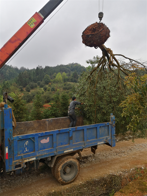 4米冠幅斷根楊梅基地，裝車場(chǎng)景