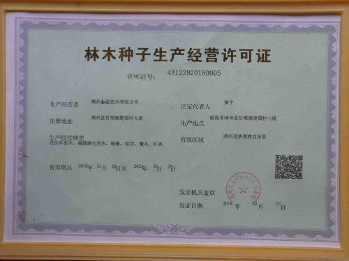 靖州和盈苗木有限公司-靖州縣斷根及移栽楊梅樹苗、桂花樹、柚子樹（黃金貢柚、紅心柚、沙田柚）、黃桃樹、大五星枇杷樹、美國紅楓、紅葉石楠