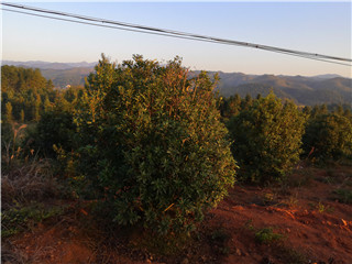 靖州和盈苗木有限公司-靖州縣斷根及移栽楊梅樹苗、桂花樹、柚子樹（黃金貢柚、紅心柚、沙田柚）、黃桃樹、大五星枇杷樹、美國紅楓、紅葉石楠