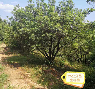 湖南森福木業有限公司,木結構別墅建造及制作,木涼亭建造及制作,木棧道建造及制作 湖南森福木業有限公司,木結構別墅建造及制作,木涼亭建造及制作,木棧道建造及制作