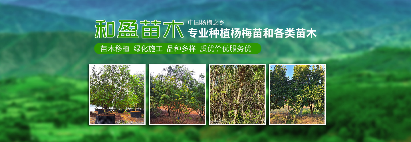靖州和盈苗木有限公司-靖州縣斷根及移栽楊梅樹苗、桂花樹、柚子樹（黃金貢柚、紅心柚、沙田柚）、黃桃樹、大五星枇杷樹、美國紅楓、紅葉石楠、